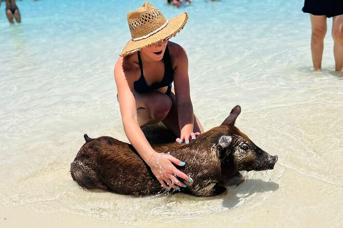 Perfect Day Swimming Pigs, Turtles, Reef Snorkel & Lunch - Price and Value: $189 Can Make Sense Here