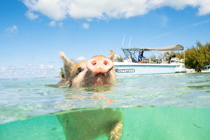 Pink Sand Beach and Swimming Pigs Adventure from Nassau - Meeting at Paradise Island, Then Rolling Toward Eleuthera