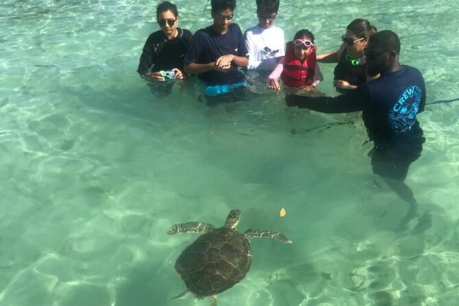 Pink Sand Beach and Swimming Pigs Adventure from Nassau - Boat Rides, Group Size, and How the Day Stays Fun