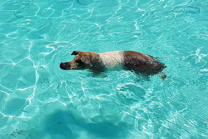 Powerboat and Snorkel Experience with Swimming Pigs and Turtles - Key Highlights