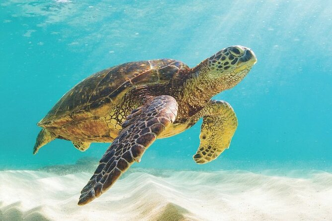 Powerboat and Snorkel Experience with Swimming Pigs and Turtles - The 35 Donzi Powerboat Day That Actually Feels Doable