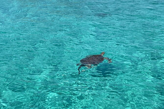 Private Boat Swim and Snorkel Adventure to Rose Island - Who This Experience Suits Best (Families, Friends, and Mixed-Age Groups)