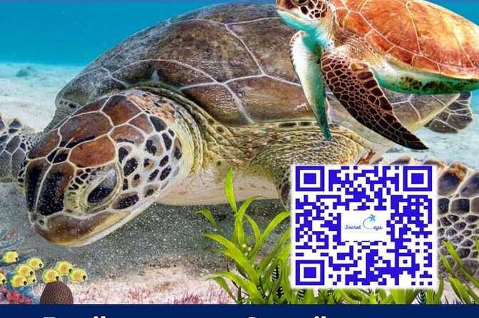 Private Charter for snorkeling, swimming pigs, turtles & fishing.... - Choosing Your Water Time: Snorkeling, Turtles, Pigs, Fishing, and Beach Cruising
