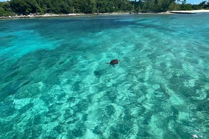 Private Eleuthera Island: Swim With Pigs, Turtles & Stingrays - Why This Eleuthera Day Feels Like a Real Experience, Not Just a Checklist