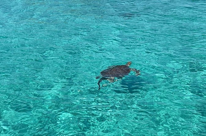 Private Eleuthera Island: Swim With Pigs, Turtles & Stingrays - Pig Beach Swim: The Part People Remember First