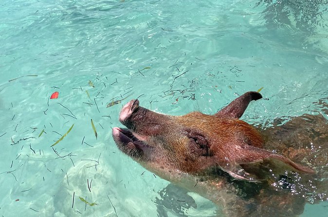 Private Eleuthera Island: Swim With Pigs, Turtles & Stingrays - Pink Sand Beach on Harbour Island: That Famous Color, With Time to Enjoy It