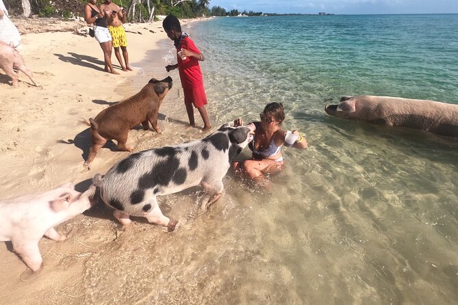 Private GroupTour Pigs/Turtles/Snorkeling/Lunch/Pickup/Dropoff - A half-day that strings together pigs, turtles, and coral snorkeling
