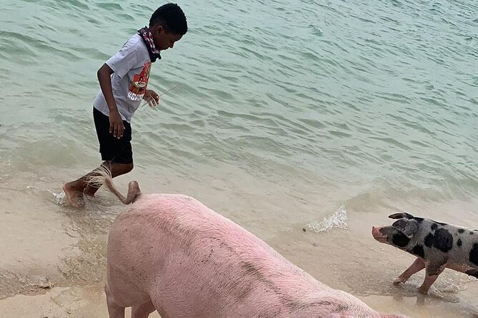 Private GroupTour Pigs/Turtles/Snorkeling/Lunch/Pickup/Dropoff - Stop-by-stop: how the loop works from Pearl Island to Montague Beach