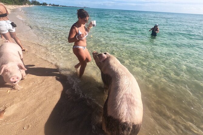 Private GroupTour Pigs/Turtles/Snorkeling/Lunch/Pickup/Dropoff - Why the activity times matter more than you think