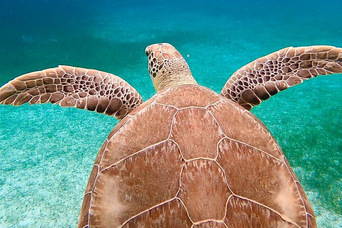 Private Rose Island, Swimming Pigs, Snorkeling and Turtles - Green Cay turtles: what to expect and how to spot them