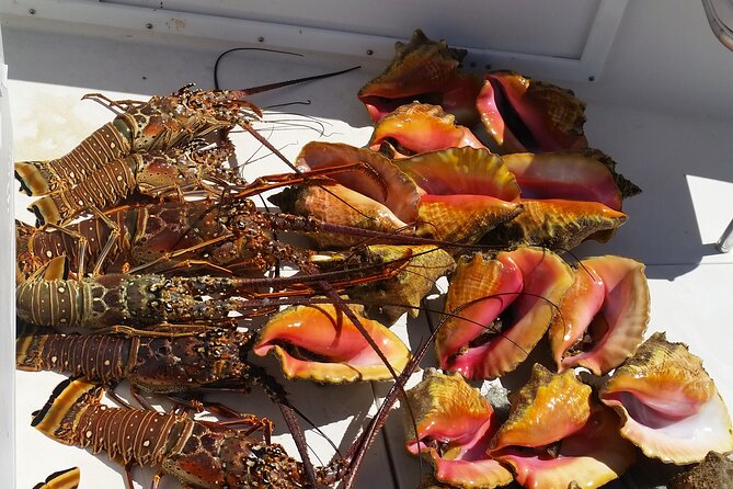 Private Snorkeling And Fishing Activity - Leaving Nassau: What the 4-Hour Timing Feels Like
