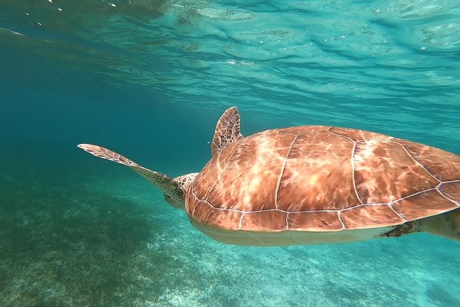 Private Snorkeling or Fishing in Nassau - 55ft Cocorijo - Snorkeling with gear included, and what to expect in the water