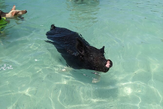 Private Swim With Pigs and Snorkeling in Paradise Tour - A half-day that feels like a whole vacation day (in the best way)