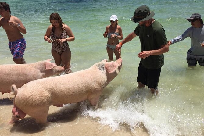 Private Swim With Pigs and Snorkeling in Paradise Tour - What the crew really does for you (and why it matters)