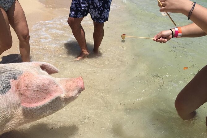 Private Swim With Pigs and Snorkeling in Paradise Tour - What to bring so the day stays comfortable