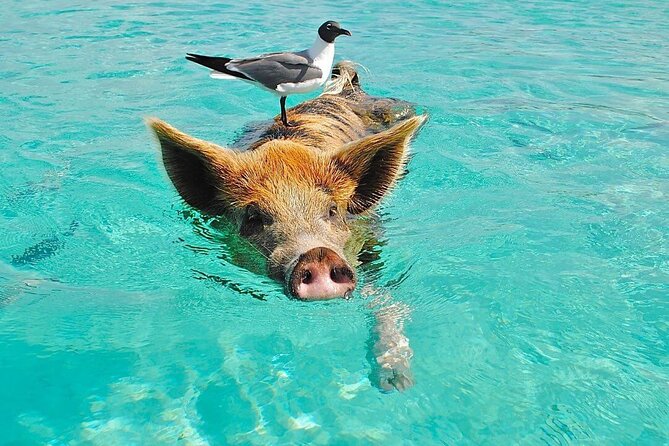 Rose Island 3 Island Luxury Private Tour(8hrs) - Key Things That Make This Three-Island Tour Worth Your Time