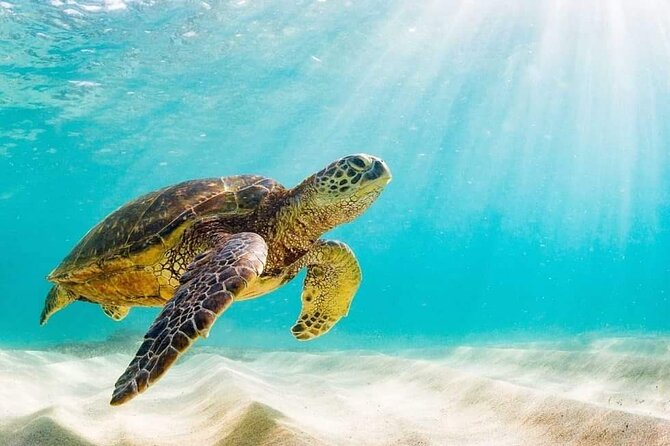 Rose Island 3 Island Luxury Private Tour(8hrs) - Stop 2, Green Turtle Cay: Swim with Turtles or Watch from the Boat