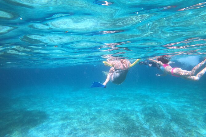 Rose Island Adventure: Turtle, Swim and Snorkel - Turtles and marine life: what the guides help you spot