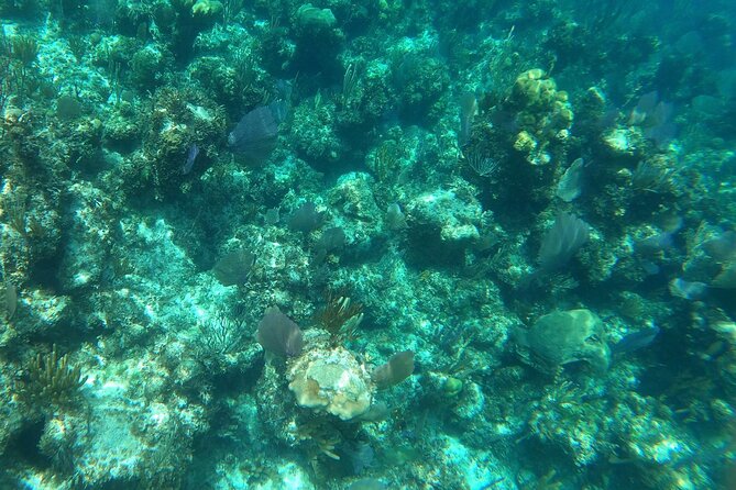 Rose Island Adventure: Turtle, Swim and Snorkel - Sun Cay snorkeling for mixed skill levels