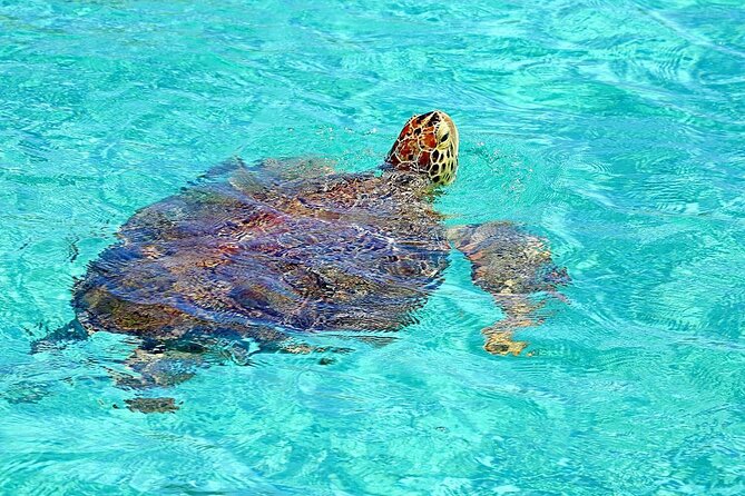 Rose Island Half-Day Snorkeling Cruise - Quick hits before you go