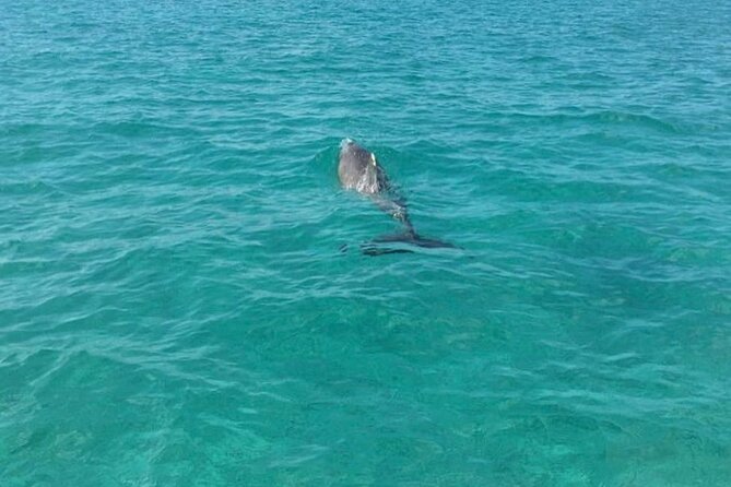 Rose Island Half-Day Snorkeling Cruise - Pickup and timing: how to make your Nassau afternoon work
