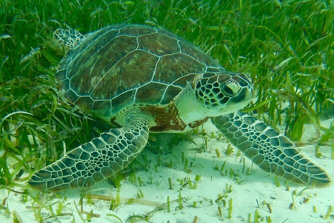 Rose Island Half-Day Snorkeling Cruise - What’s included on board, and what isn’t