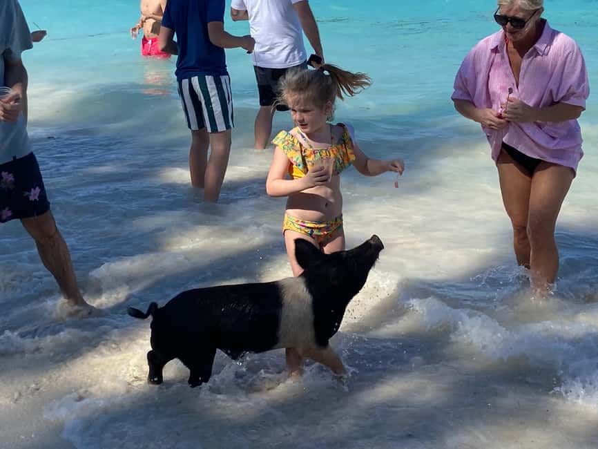 Rose Island: Pig Beach, Snorkeling, Sea Turtles, Beach - Who This Rose Island Charter Is Best For