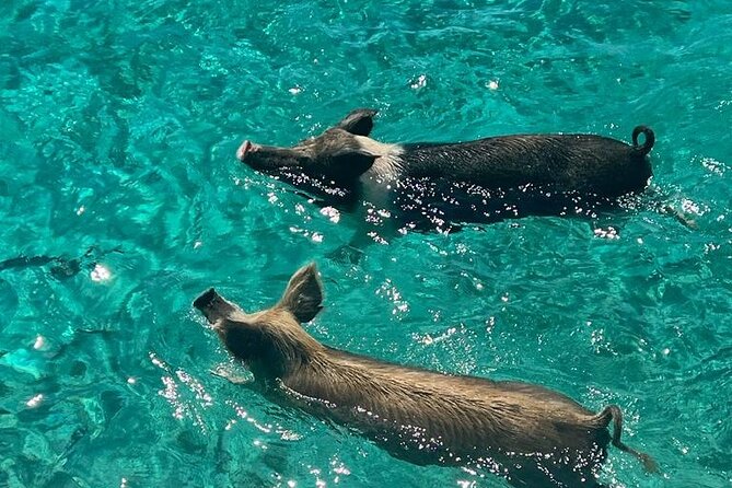 Rose Island Swimming Pigs - Snorkeling Reef Stop: 15 Minutes There, 30 Minutes in the Water