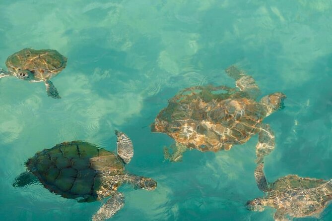 Rose Island Swimming Pigs - Green Cay and Sea Turtles: Why This Stop Feels Different