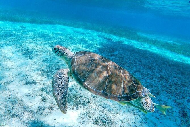 Rose Island Swimming Pigs & Beach Snorkeling Experience Nassau - Ferry Ride From Nassau: The Atlantis and Pearl Island Route