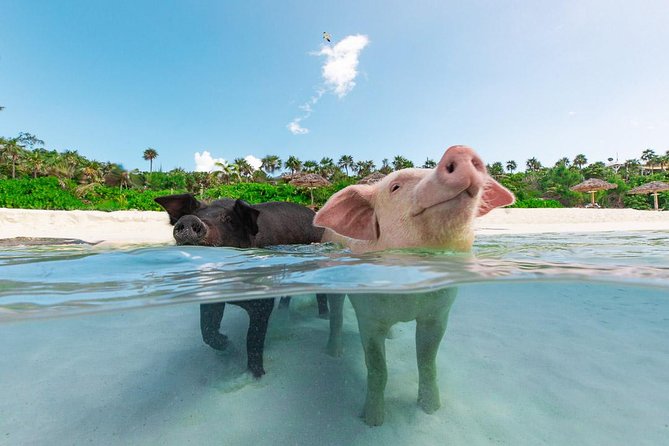 Sandy Toes The Original Rose Island and Swimming Pigs Tour - Key highlights to know before you go