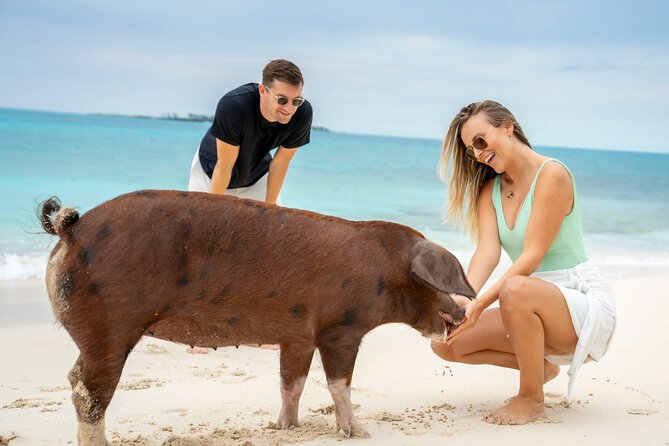 Sandy Toes The Original Rose Island and Swimming Pigs Tour - Price and value for a Rose Island swimming pigs tour from Nassau