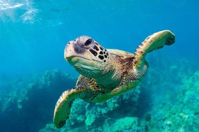 Snorkel/Swim with the Turtles Experience - Key Things I’d Prioritize Before You Go