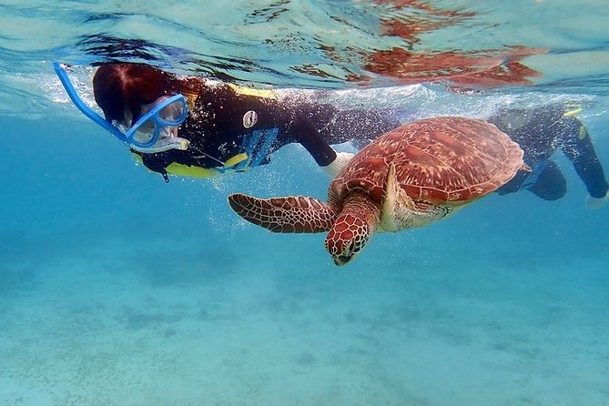 Snorkel/Swim with the Turtles Experience - Your Half-Day Route from Freeport, Pickup, and Turtle Time