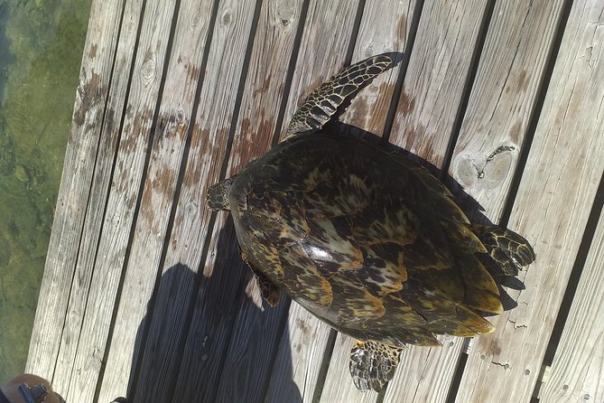 Sweetings Cay Mangrove Kayaking and Turtles - Key things to know before you go