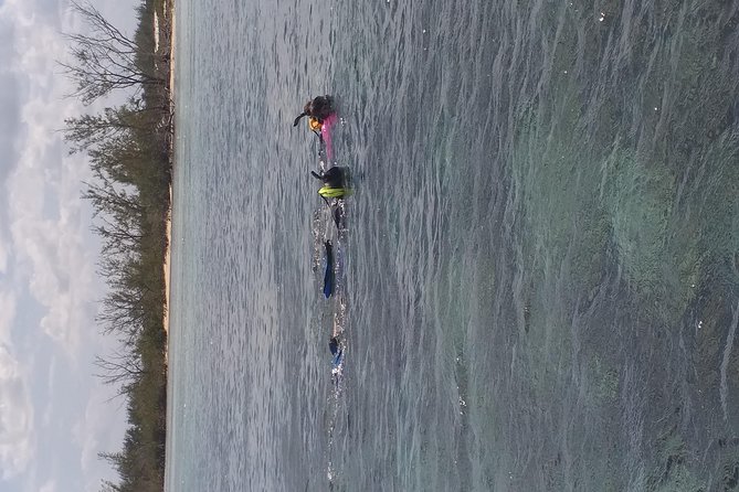 Sweetings Cay Mangrove Kayaking and Turtles - Price and boat-fee math: what you really pay for the day