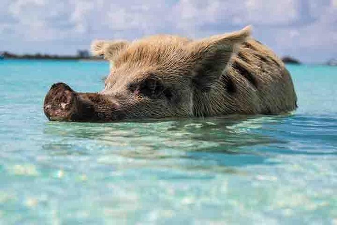 Swim with Pigs on a Tropical Island - Why swimming with pigs from Freeport is so oddly fun