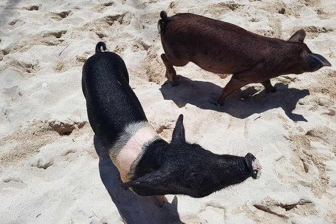 Swim with Pigs on a Tropical Island - Pickup, ride, and what your $95.99 buys you