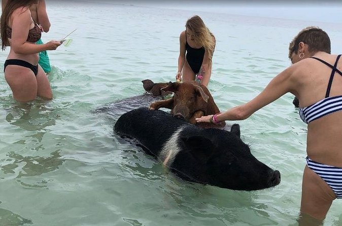 Swim with Pigs on a Tropical Island - The biggest cautions: weather, “chill days,” and communication gaps