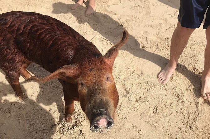 Swim with Pigs on a Tropical Island - Who should book this pig-and-beach tour, and who might skip it