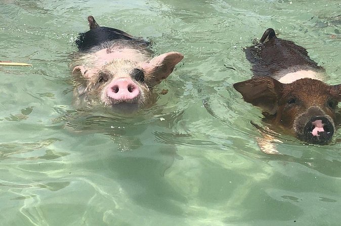 Swim with Pigs on a Tropical Island - Should you book Swim with Pigs on Grand Bahama Island?