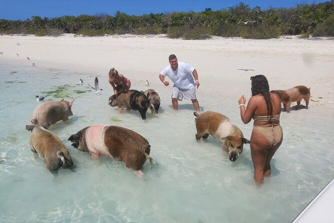 Swim with the Pigs and Explore Caves in Nassau - Atholl Island pig swim and water sports: the big ticket moment