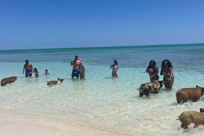 Swim with the Pigs Freeport @Creative Eco Adventures - Key points if you want the real deal