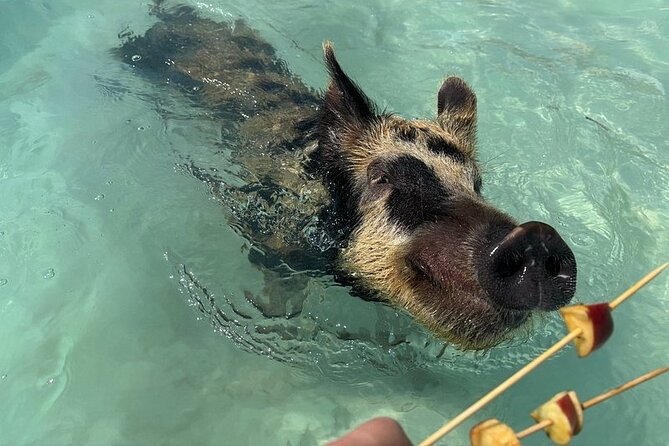 Swim with the Pigs Freeport @Creative Eco Adventures - Clevelands Beach Club start, and why the location is part of the fun