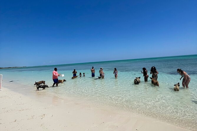 Swim with the Pigs Freeport @Creative Eco Adventures - Group size, guide energy, and why the experience feels friendly