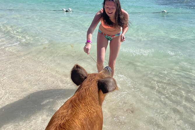 Swim with the Pigs Freeport @Creative Eco Adventures - Who this suits best on Grand Bahama, and who might skip