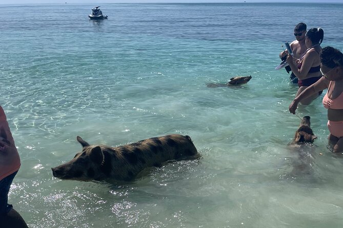 Swim with the Pigs Freeport @Creative Eco Adventures - Weather, comfort, and common-sense prep