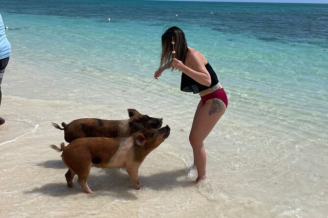 Swim with the Pigs Freeport @Creative Eco Adventures - Pig pen access and feeding time, the behind-the-scenes moment