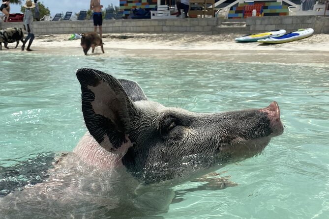 Swim with the Pigs Safari in Bahamas (2hrs) - Key things to know before you go