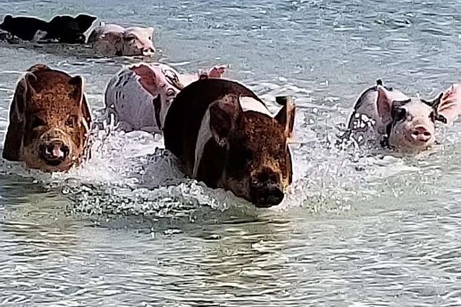 Swim with the Pigs / West End Experience - Key things to know before you go